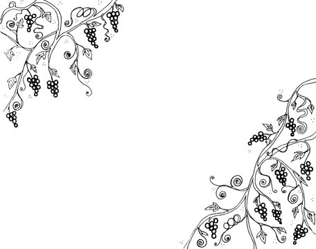 Grape Vine and Branch Illustration line art black and white drawing by hand drawn