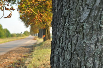 Avenue of chestnut trees. Chestnuts on the road. Autumn walk down the street