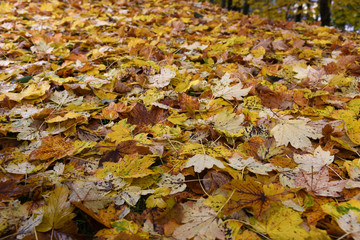 foglie colorate autunno letto di foglie cadute