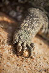 claw monitor lizard closeup