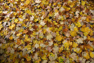 foglie colorate autunno letto di foglie cadute
