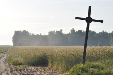 Grain in the fields. Ripening ears. Harvest and grain into flour. Farms and agriculture.