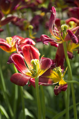 Beautiful Daylilies in Spring in the Netherlands