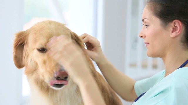 Veterinarian checking dog's ears and eyes