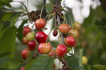 Cherries growing on a tree in Germany