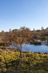 Autumn landscape with tree