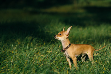 Russian Toy Terrier