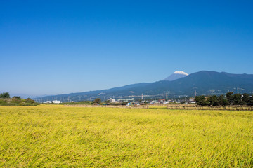 Rural scenery and Mt. Fuji