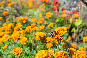 Marigold and bee