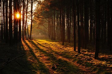 Jesienny zachód słońce w lesie