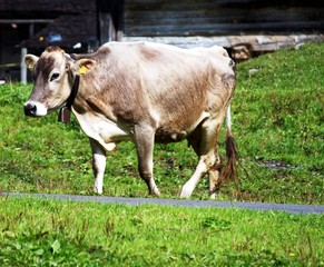 Naklejka na ściany i meble Kühe auf einer Schweizer Alp