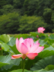 Obraz premium ハスの花
