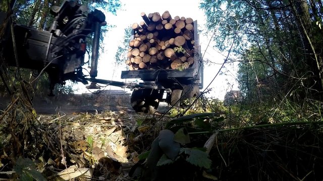 gathering loading timber on logging truck. The harvester working in a forest. Transportation of wood in place is difficult passable. Large wheels closeup