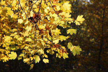 Goldene Herbstblätter in Ostalb 