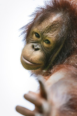 Lovely orangutan portrait close up © ABCDstock