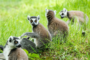 Naklejka na ściany i meble ring-tailed lemur family on the grass