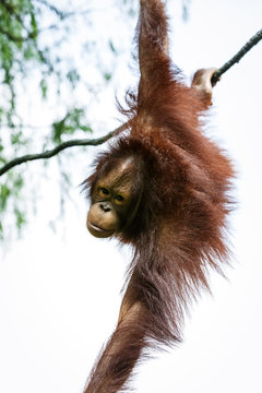 Orangutan on the tree