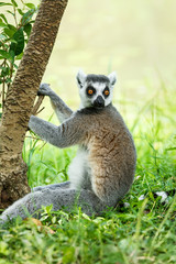 Alert the ring-tailed lemur