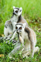 Ring-tailed lemur lovely expression