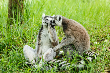 Two affectionate ring-tailed lemur