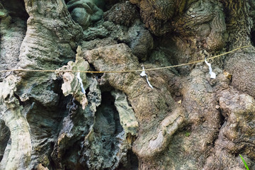 Large Camphor tree,Atami Japan