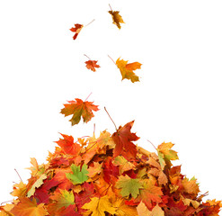 Pile of Fall Leaves
