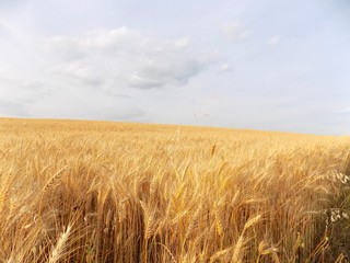 Naklejka premium Barley field