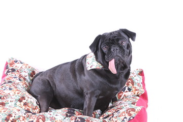 Schwarzer Mops im Hundebett mit passendem Halstuch