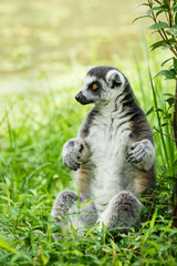 Naklejka na ściany i meble Lovely ring-tailed lemur sitting on the grass