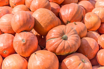 Many big shiny orange pumpkins, close up