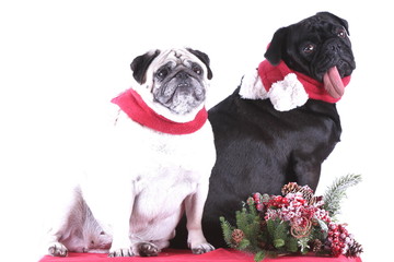Zwei Möpse (weiß - schwarz) mit Weihnachtsdeko