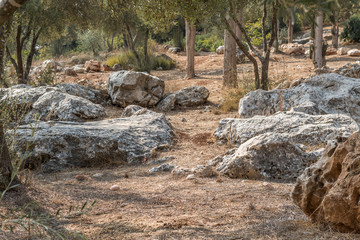 Fototapeta na wymiar stones and trees in the Valley of the Cross in Jerusalem