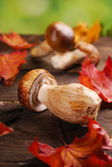 fresh porcini mushrooms lying on wooden table