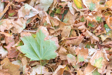 Green leaf in the autumn among dry golden leaves