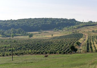 Fototapeta na wymiar Village landscape with green wineyard and blue sky