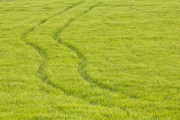 wheat field