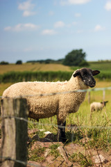 Fototapeta premium Schaf genießt die Sonne auf eingezäuntem Feld