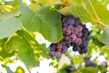 grapes