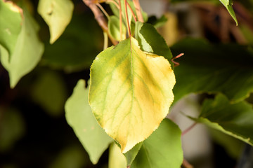 Yellow leaf