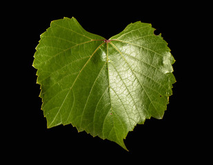 Green leaf isolated on black, close up