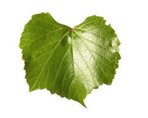 Green leaf isolated on white, close up