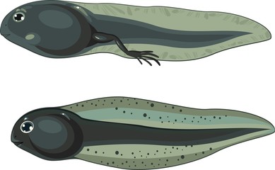Fototapeta premium tadpole and tadpole with legs