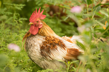 Brown chicken hen