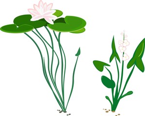 Fototapeta na wymiar water plant duck potato and water lily