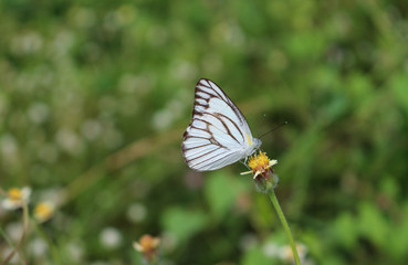 Striped Albatross butterfly on flower