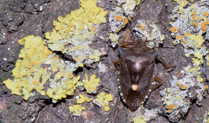 A bug on a tree, close up
