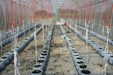 Melon in greenhouse on field agriculture