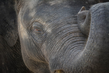 Thailand elephant's face