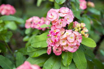 Pink euphorbia milii flowers blooming and refreshing drops of de