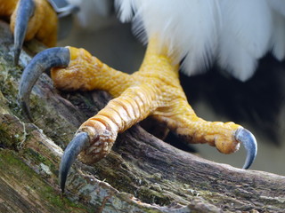 Naklejka premium Claws from Steller's Sea Eagle. Haliaeetus pelagicus, Accipitridae family.